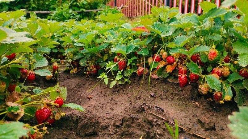 1 хитрость — и птицы облетают клубнику стороной: воробьи и вороны боятся этого как огня — лайфхак