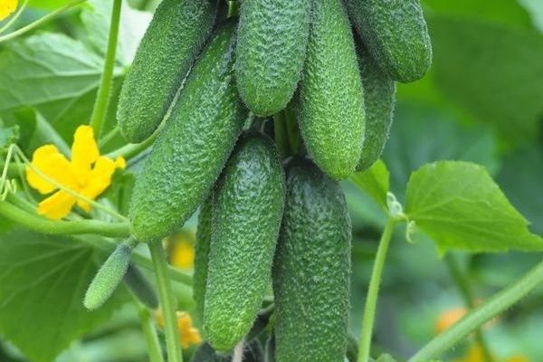 Огурец Хитрец: секреты успешного выращивания и впечатляющие урожаи
