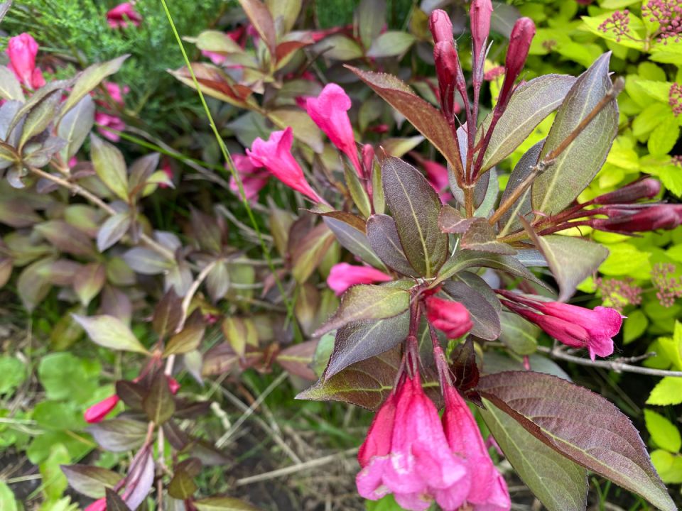 Как выращивать вейгелу: секреты ухода за красивым кустарником