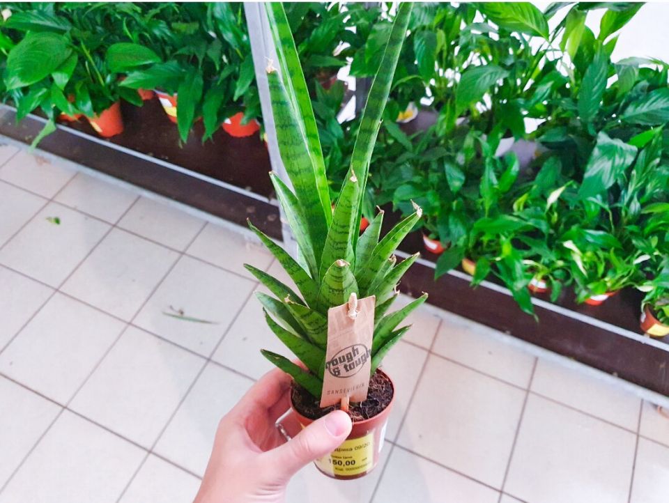 Секреты выгодных покупок: Как выбрать недорогие растения из уценки