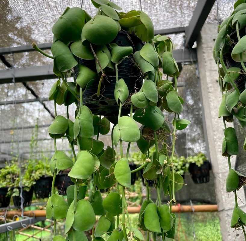 Дисхидия: тропическая загадка для вашего дома