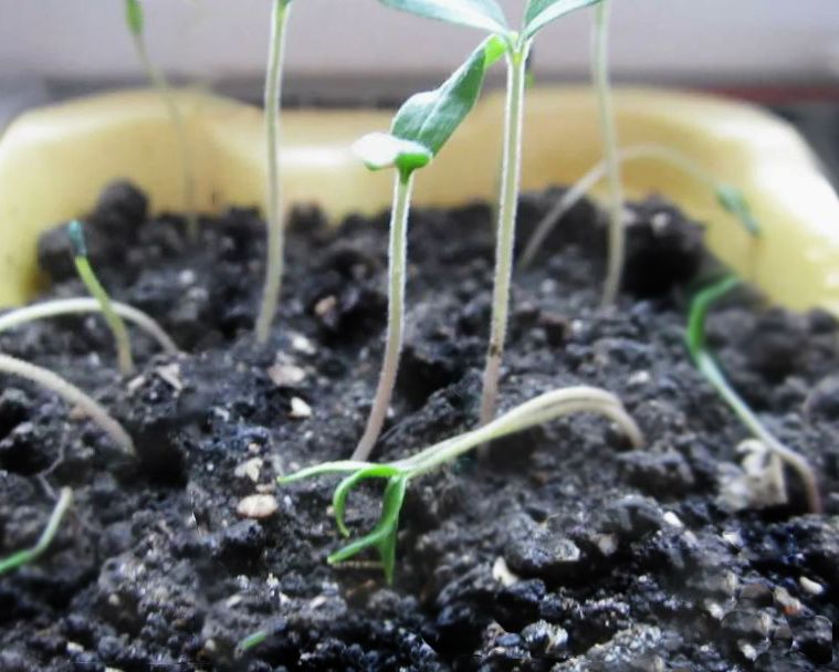 Долой переувлажнение: что делать, если рассада тонет в воде