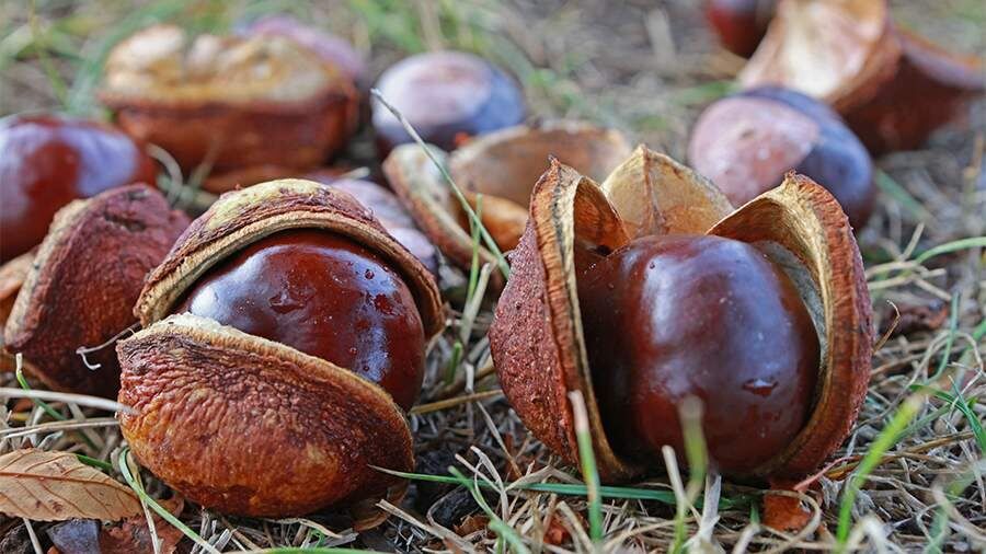 Каштаны: осенний деликатес, который стоит попробовать