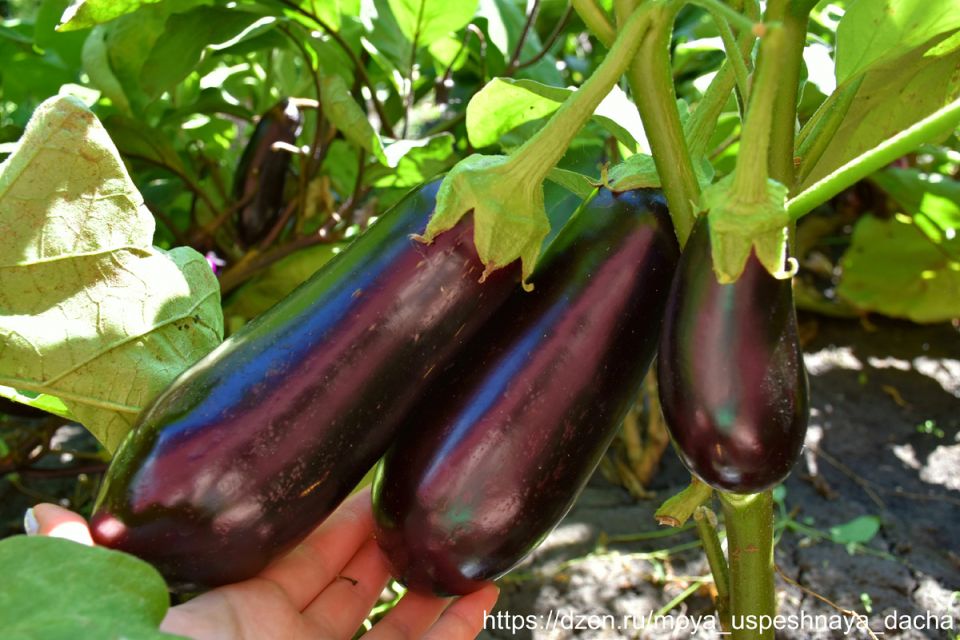 Почему баклажаны сорта «Алмаз» становятся любимцами садоводов?