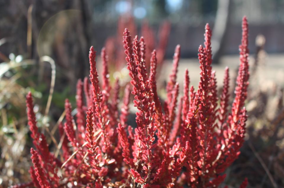 Пробуждение природы: как апрель окрасил сад в яркие тона