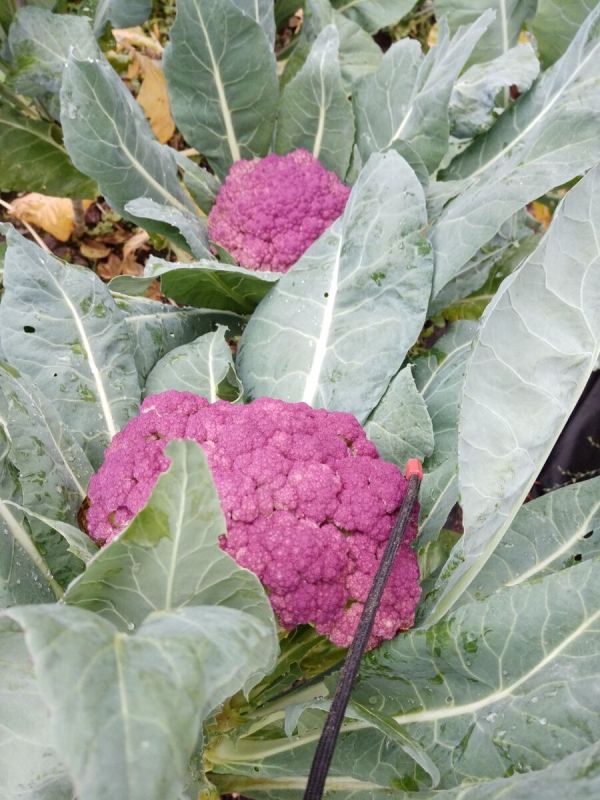 Секреты успешного выращивания цветной капусты