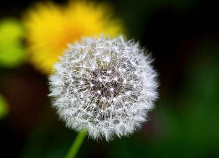Три простых способа справиться с одуванчиками на вашем участке