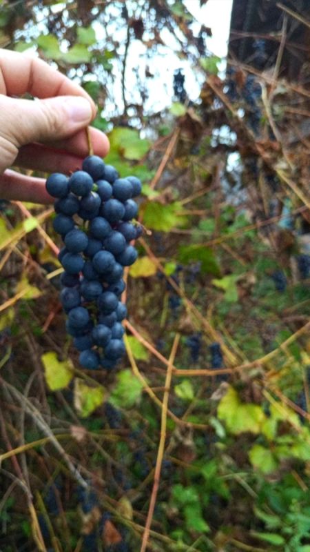 Как легко и быстро приготовить домашний виноградный сок