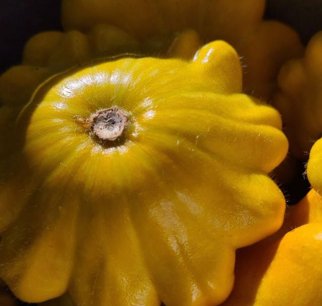 Пять огородных разочарований: от патиссонов до арбузов