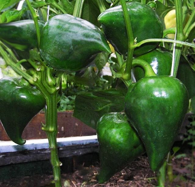 Почему сорт перца Леся завоевал популярность среди огородников