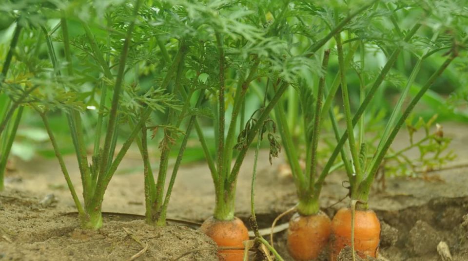 Как избежать мелкой моркови: три главные ошибки огородников