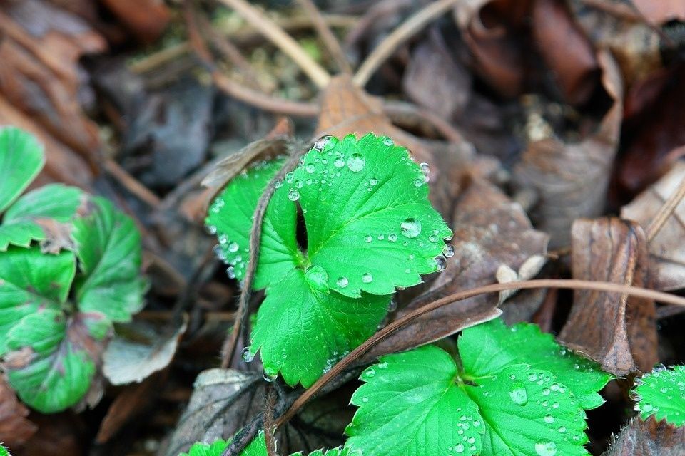 Дебаты садоводов: стоит ли обрезать листья земляники осенью?