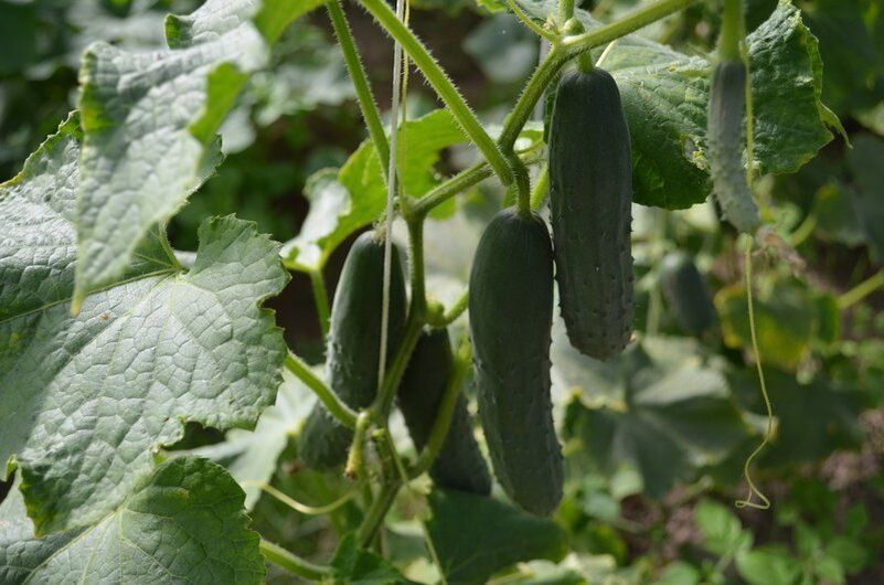 Идеальные огурцы для теплицы: как выбрать лучшие сорта