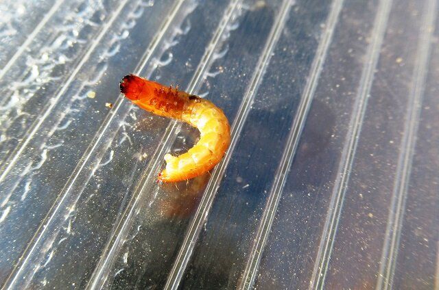 Эффективные методы борьбы с проволочником: как защитить свой огород