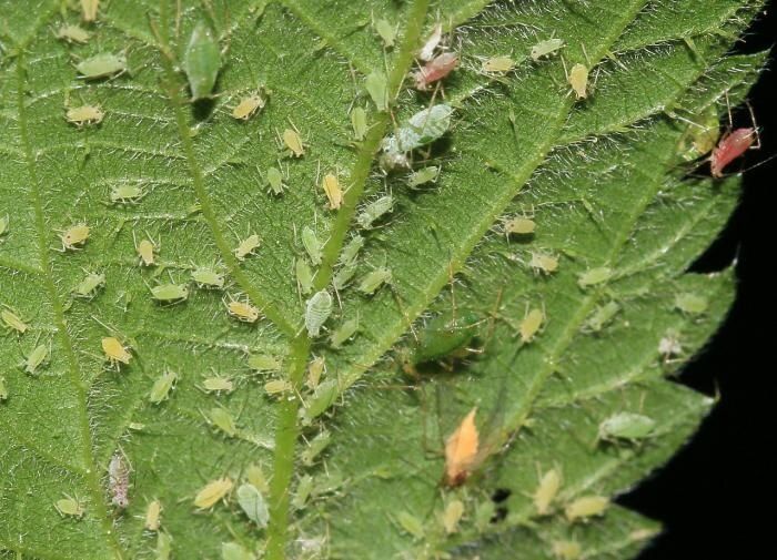 Эко-агрономия: боремся с тлей, сохраняя природу