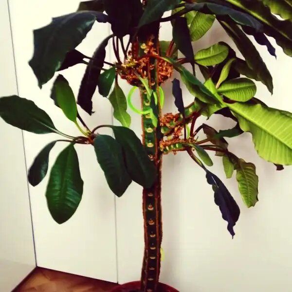 Молочай беложильчатый: ботаническое чудо на вашем подоконнике