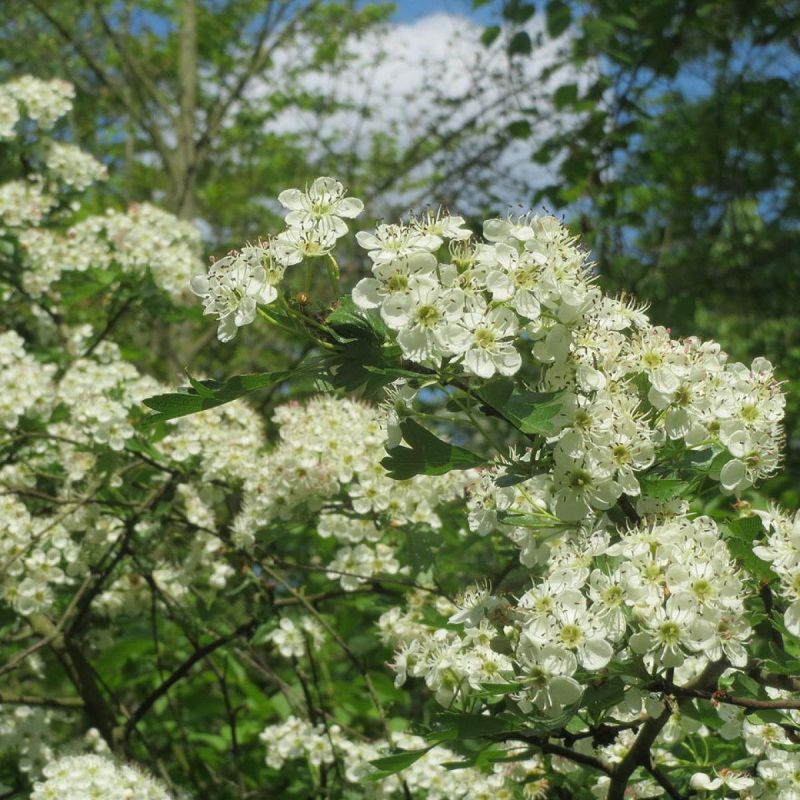 Преимущества боярышников: как они могут преобразить ваш сад