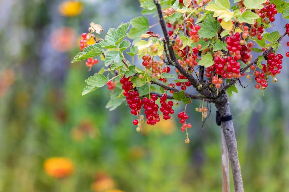 Преобразите свой сад: как создать штамбовую смородину