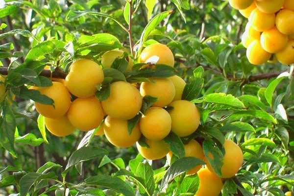 Алыча Мара: как вырастить красивый и урожайный плод в вашем саду