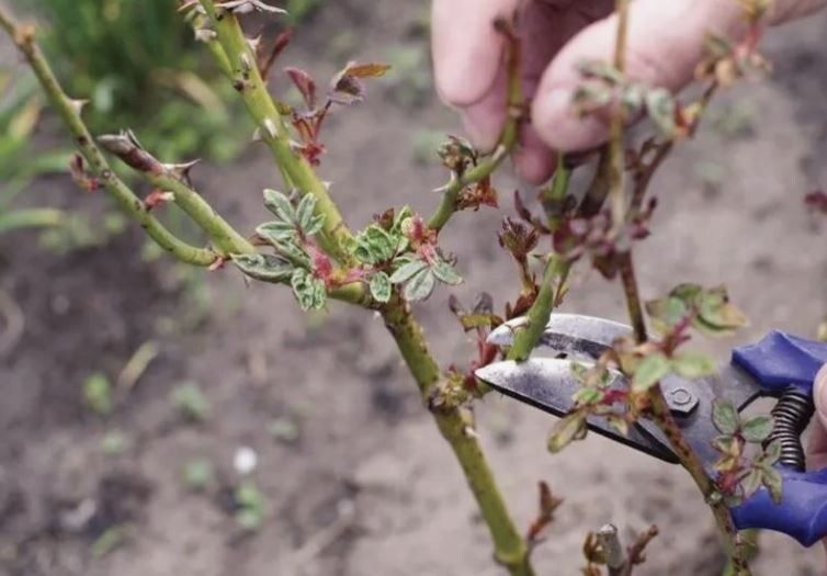 Весна пришла: секреты обрезки роз для великолепного цветения