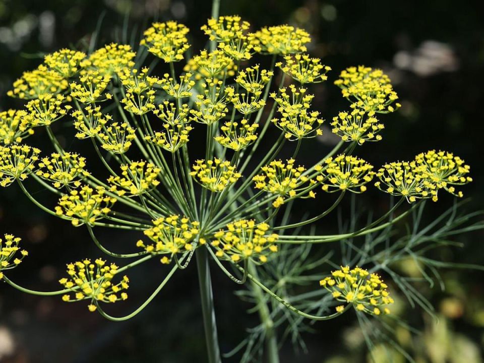 Как сохранить укроп от стрелкования: полезные советы для огородников