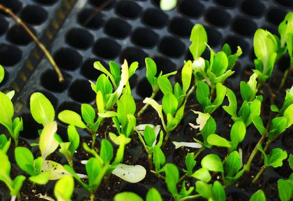 ������� �������� ������� � ������� ��������� ������: ��� ����� �����, � ��� ���?