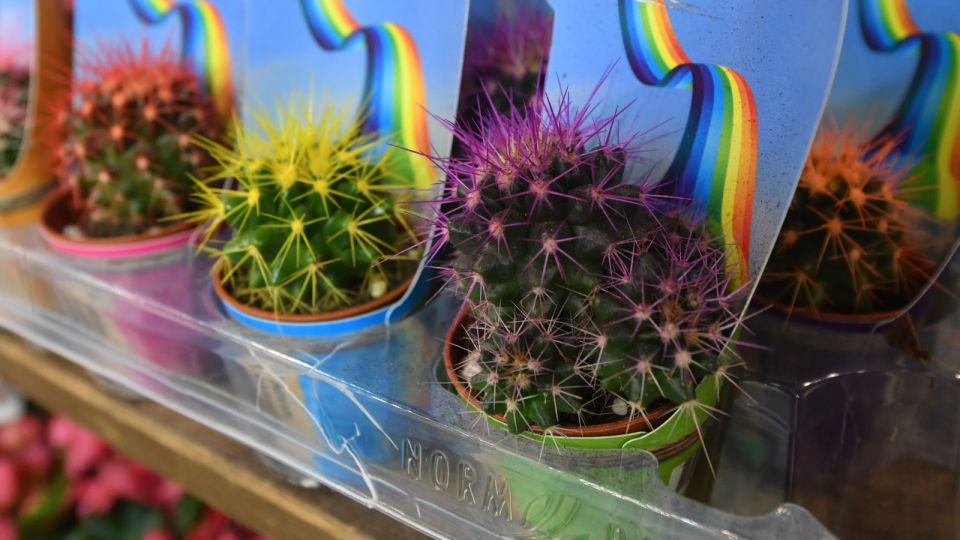 ���� ������� ������ ����� �������� ������: ��� ��� ���� �������