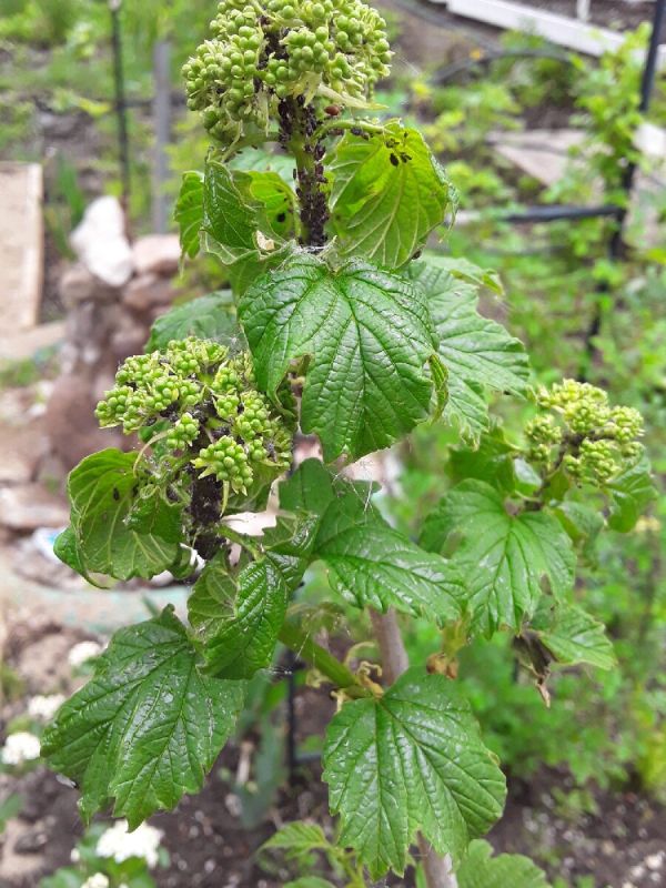 ������������� �����: ��������� � ������ � �����������