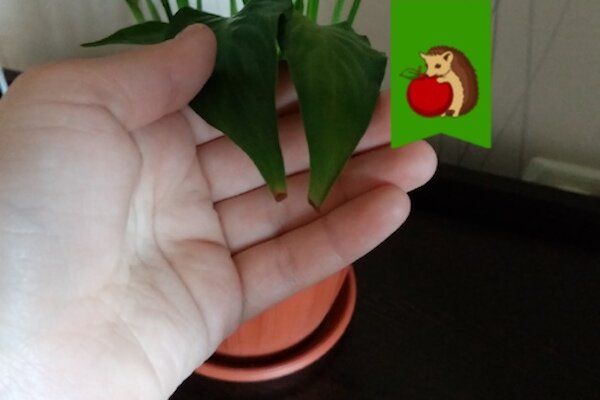 ��� ������ �����������: ������� ���� ��� ������ � ����������� ��������