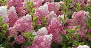 ���������� ����������� ���������: ���� �������� �����