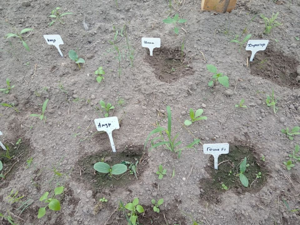 ��� ��������� ���������� ������ � �������� �������: ���� � ������