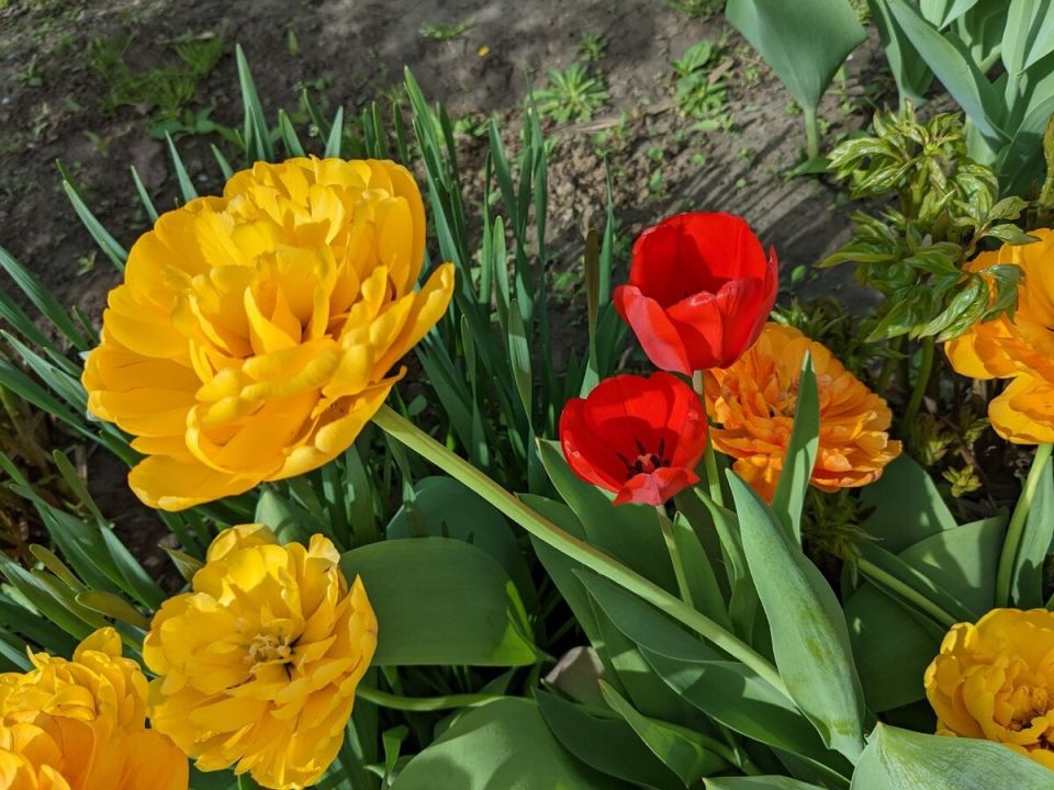 ��������-��������: ��� ����������� � ���������� ���������