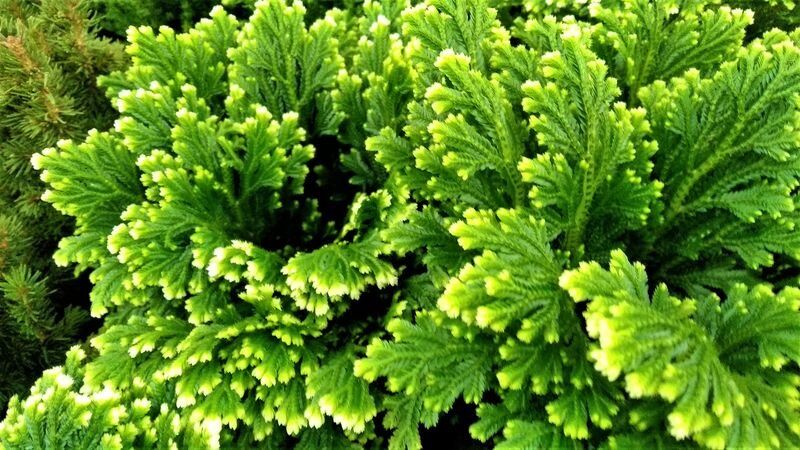 Динозавры в доме: удивительное растение, пережившее миллионы лет