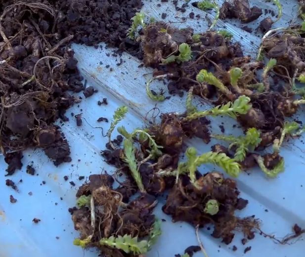 ������� ������: ������� ���� ��� ��� ����������� �� ����