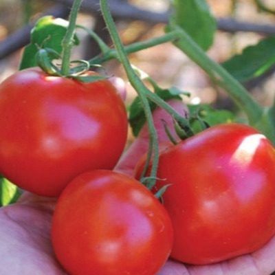 ����� ������ ������: ������ ������� ������ � �������� �����