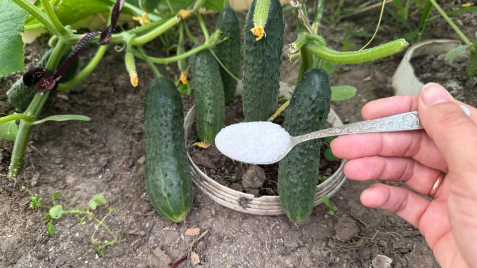 ��� �������� ��������� ��������� ��� ������� � ������� � ������� �����