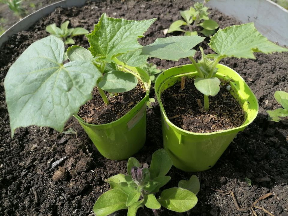 ������� ��������� ����������� �������: ����� � ��� ������ �������