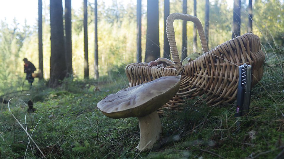 ��� ����� �� ���������� � ����: ��������� ��� ������ ������������ ����������������