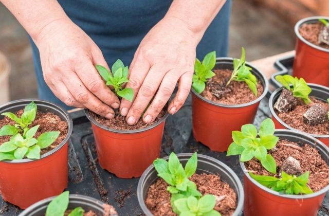 ����� ����� ����� ���������� ����� �� �������: ������� ��������� ��������