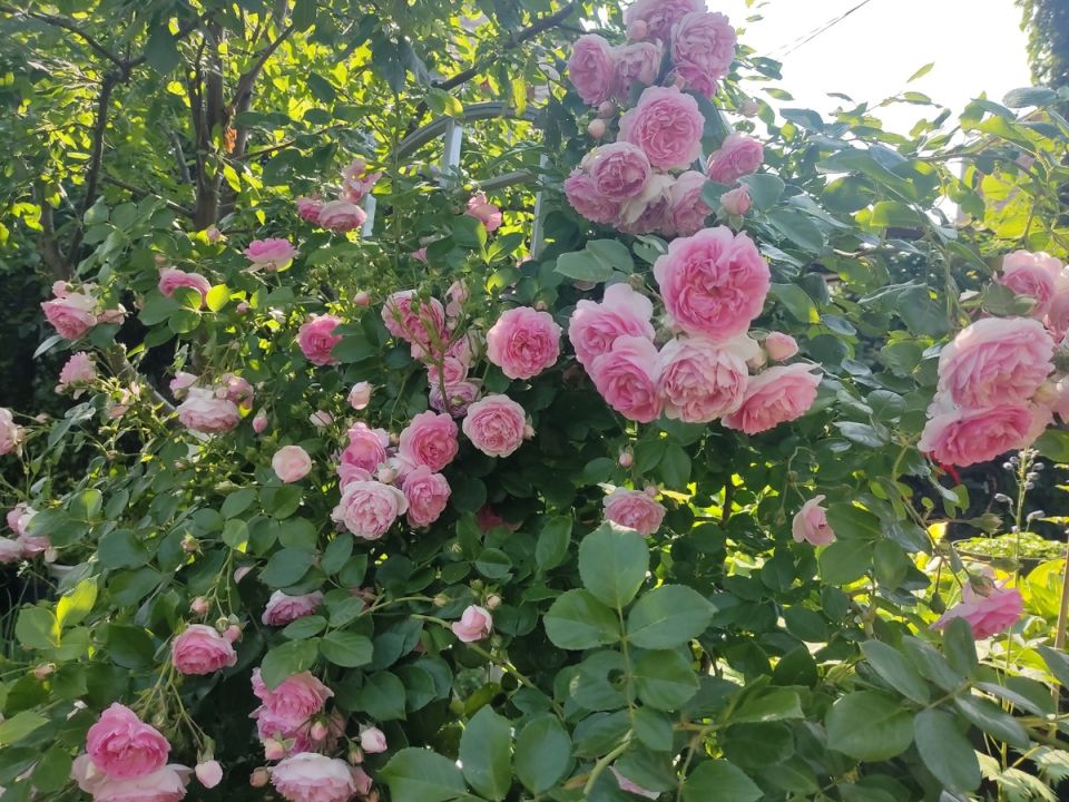 ����� ��������� ����: ��� Jasmina ���������� ������� � �������� ������