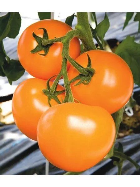 ����� �.�.: ����� ����� �� ���� ������ � ������������ ������