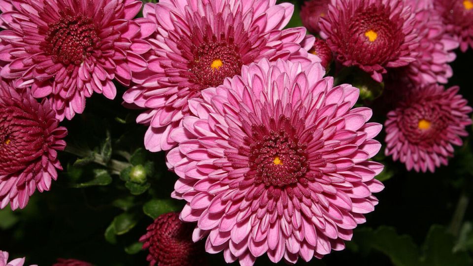 ��� ��������� �������� ������: ������ ��� ����� �������