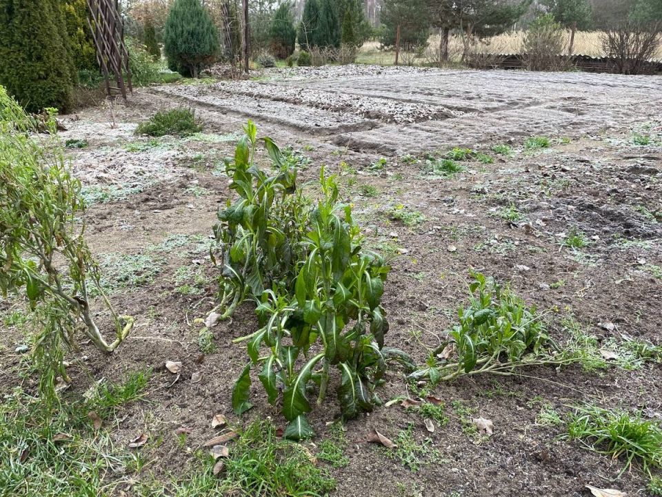 ������ ����� �� ������ ������: ��� �������� ������� ������ ����� ����������