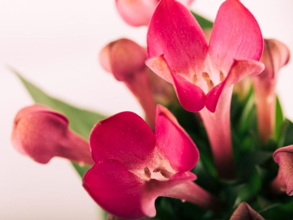 ��� ��������� ������������ ���������: ������� �������������� �������� ��������