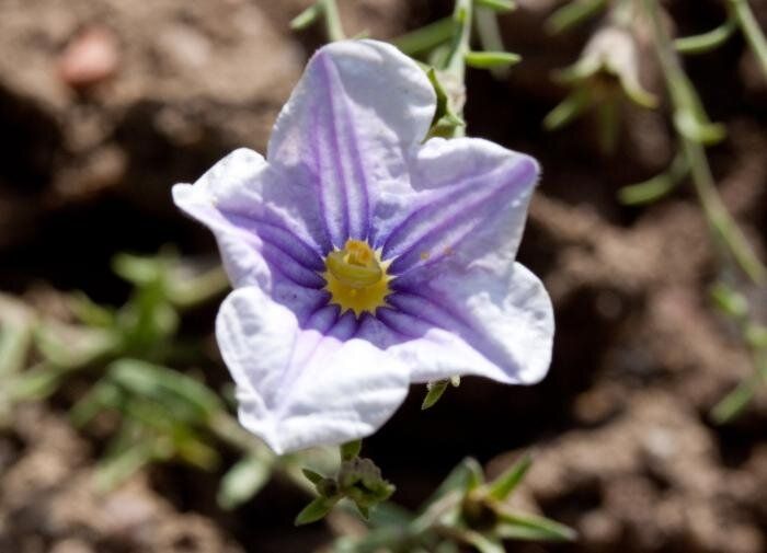 Топ-3 цветов, которые преобразят ваш сад