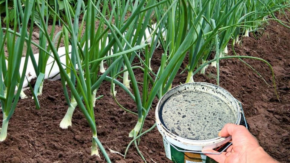 Лук не гниёт благодаря простой привычке бабушки и сезонной заботе