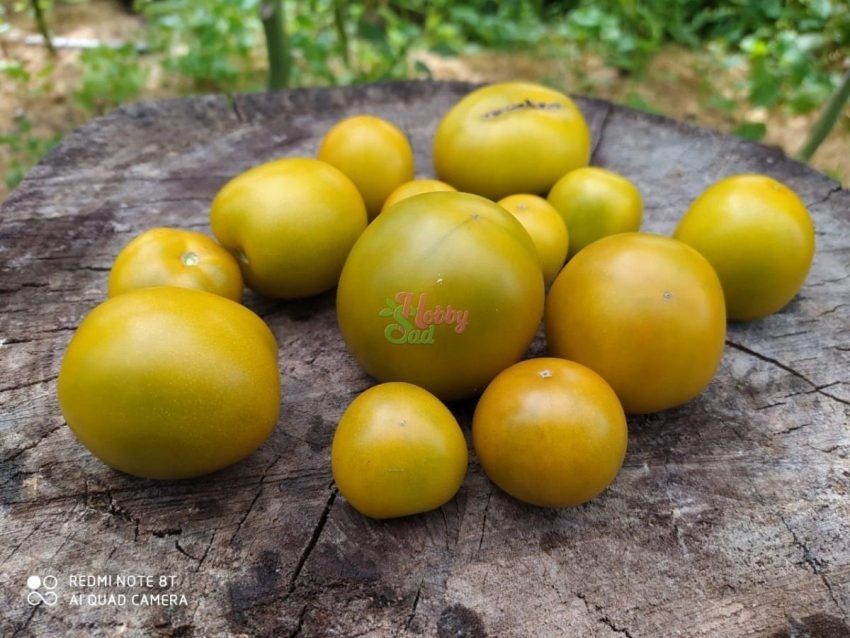 ����� ���� ���� �����: ������ �������� � ��������� ���������� ��� �������