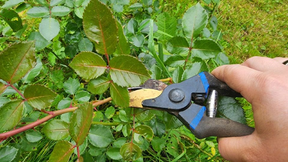 ���� ���� ������ ���: ��� �������� ������ ����� � ��������� �����