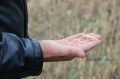 В Бурятии уже несколько дней сохраняется аномально жаркая погода, что угрожает посевам