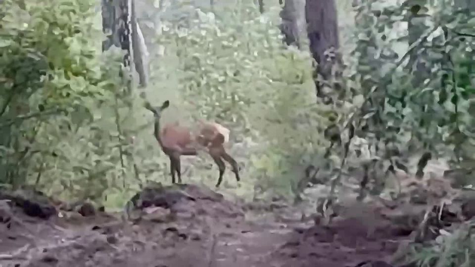 В Бурятии лесники спасли изюбря
